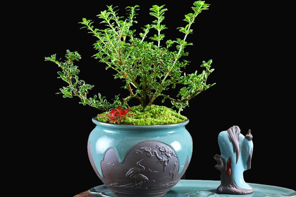 為什么六月雪不開花，以下5種原因都會導(dǎo)致它不開花