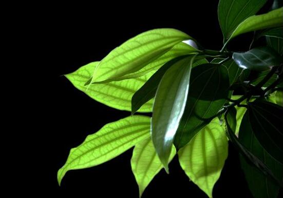 平安樹(shù)圖片大全，凈化空氣，矯正異味