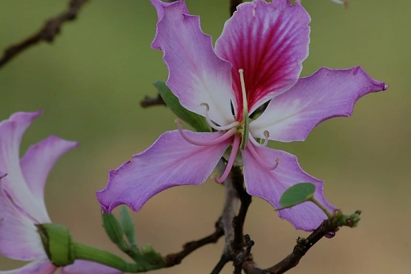 紫荊花和異木棉的區(qū)別