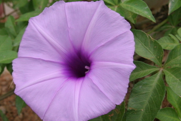 牽?；ㄏ奶炜梢园l(fā)芽么