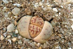 生石花干癟萎縮怎么辦，及時(shí)的找到原因并處理