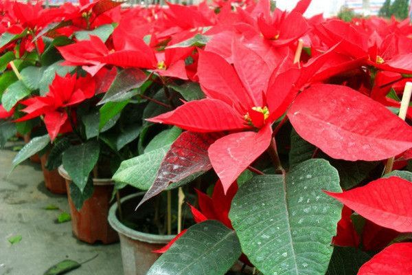 一品紅冬天怎么養(yǎng)，保證環(huán)境溫度不低于10℃