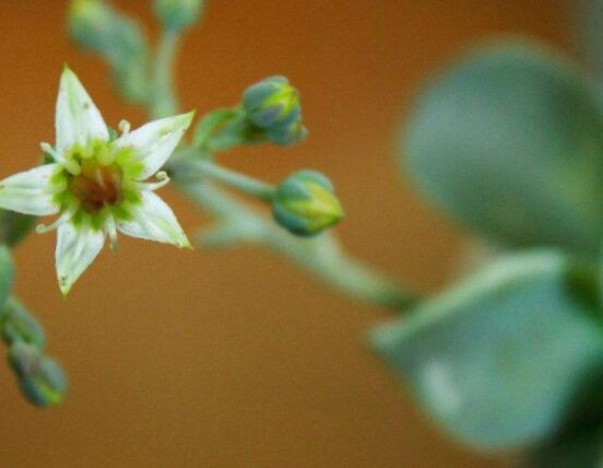 寶石花怎么澆水，不同季節(jié)不同澆水量(控水為主)