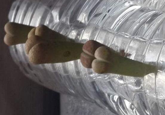 生石花怎么水培，教你四個(gè)基本步驟快速水培生根