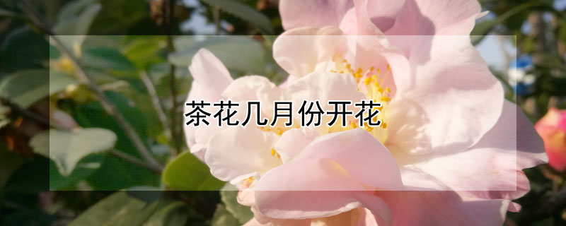 茶花幾月份開(kāi)花