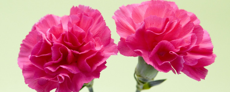 康乃馨冬天怎么過(guò)冬