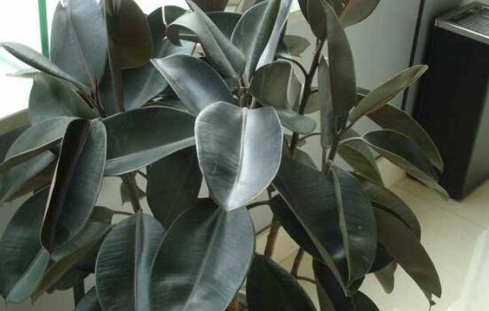 橡皮樹怎么養(yǎng)，牢記七個步驟就可養(yǎng)好