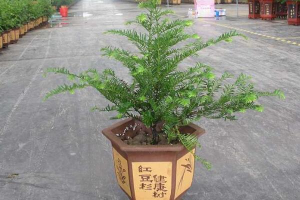 室內(nèi)養(yǎng)殖紅豆杉的方法，家庭養(yǎng)殖紅豆杉的五個要點