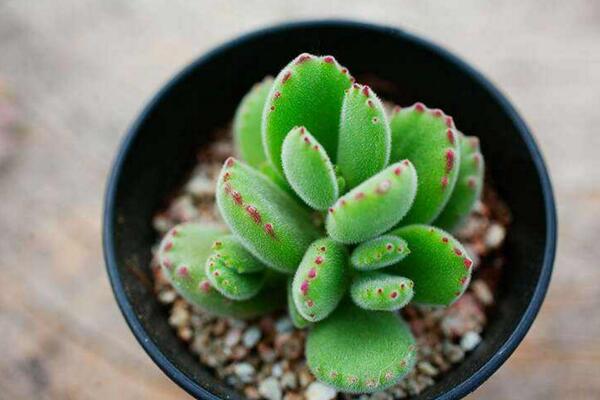 熊童子夏天怎么養(yǎng)，做好降溫、防曬并減少肥水