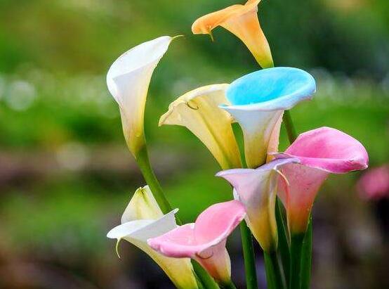 送馬蹄蓮花代表什么，不同顏色不同寓意(最深的祝福)