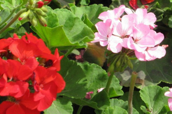 天竺葵冬天怕冷嗎可以放在室外養(yǎng)嗎