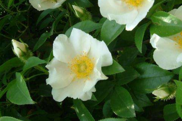 金櫻子扦插的季節(jié)