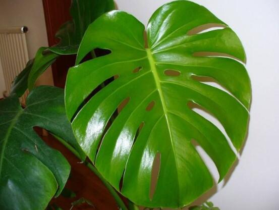 家里養(yǎng)龜背竹好嗎，吸收甲醛、凈化空氣、招財(cái)增壽