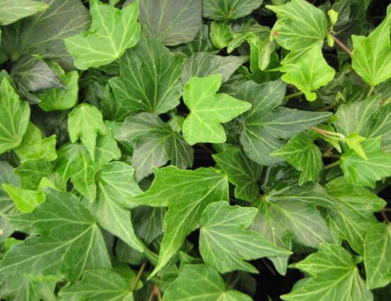 常春藤晚上能放臥室嗎，能/凈化空氣、舒緩身心、擋煞驅(qū)煞