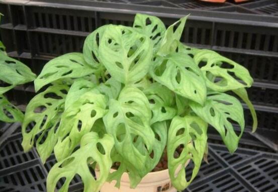 萬(wàn)年青樹(shù)的種類(lèi)，好看的六種萬(wàn)年青圖片欣賞