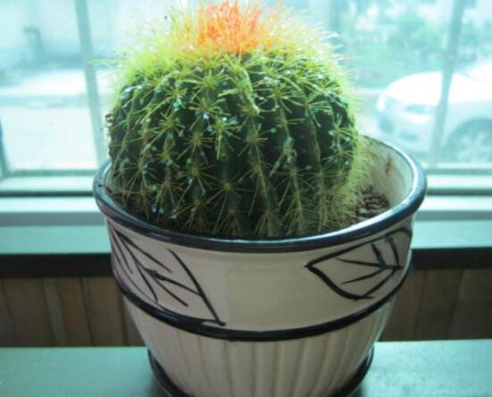 小仙人球的養(yǎng)殖方法和注意事項(xiàng)，老農(nóng)詳解七大最有效養(yǎng)殖方法