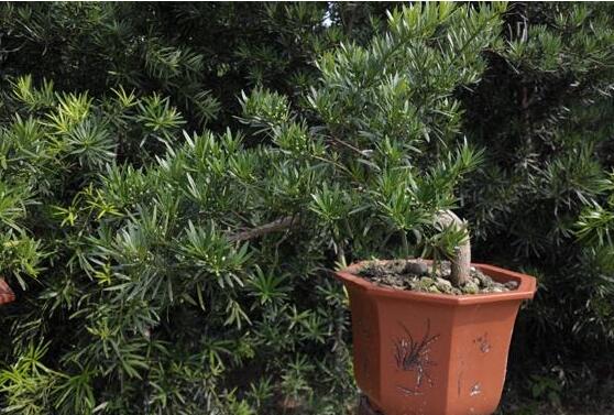 羅漢松什么品種最好，盤點(diǎn)最珍貴且珍稀四種品種