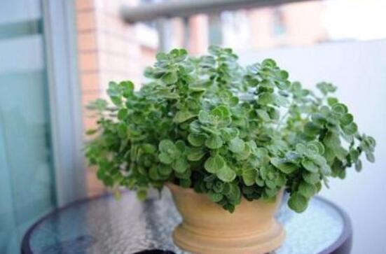 碰碰香能吃嗎，可食/泡茶泡酒香味濃郁、美味可口