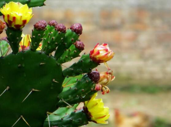 仙人掌幾年開花一次，短則3-5年開花/長則十幾年