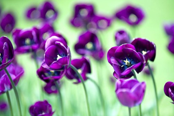 紫羅蘭花為什么長很長都不開花