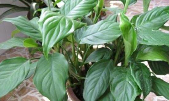 萬(wàn)年青的作用，凈化空氣、利尿、解毒