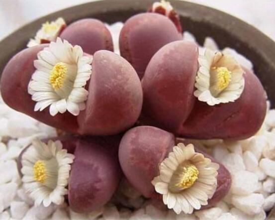 生石花移植方法，做好六點(diǎn)基本步驟成功率百分百