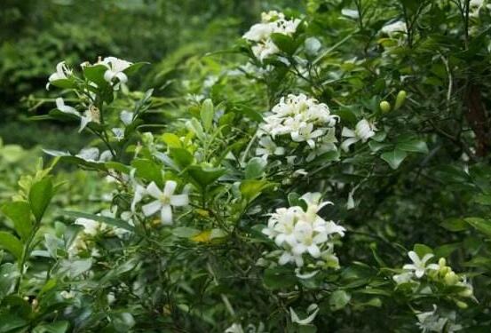 九里香盆栽的功效與作用，制作香精、活血化瘀