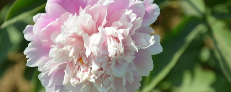 芍藥花什么時(shí)候施肥