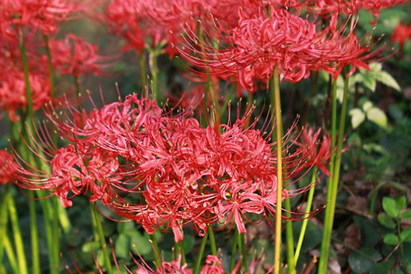 彼岸花的花期是什么時候