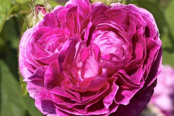 薔薇從發(fā)芽到開花需要多久