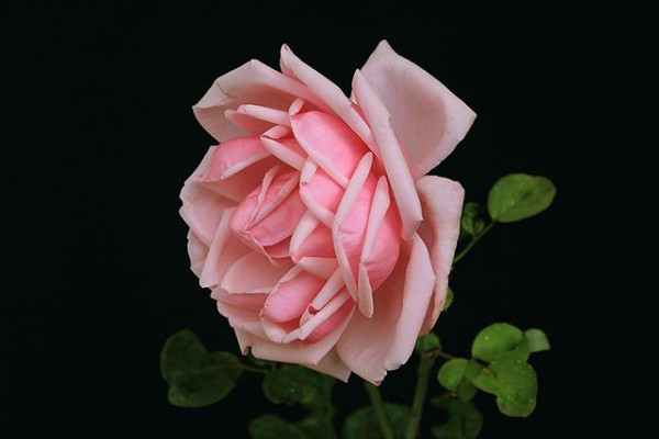 月季花盆栽的養(yǎng)殖方法和注意事項(xiàng)