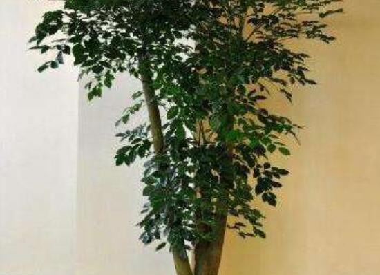 幸福樹種子怎么種，教你六大簡單步驟即可學(xué)會