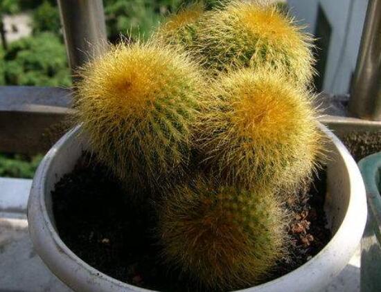 仙人球的作用與功效，美化環(huán)境、凈化空氣