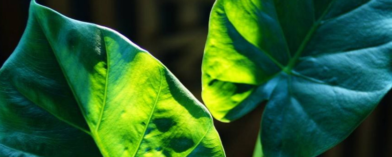 霸王芋和滴水觀(guān)音有什么區(qū)別