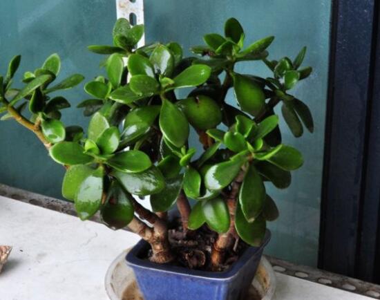 玉樹燕子掌怎么區(qū)分，主要從葉和花序上辨別