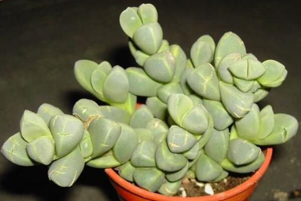 碧玉蓮的養(yǎng)護方法，做好五個方面的管理