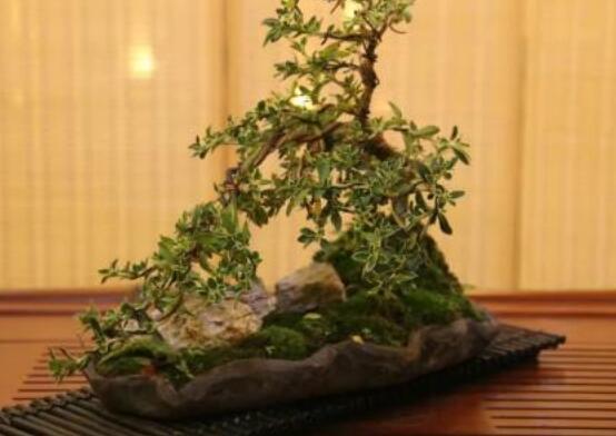 六月雪造型方法，蓄木截干法/剪扎結(jié)合法(美觀)