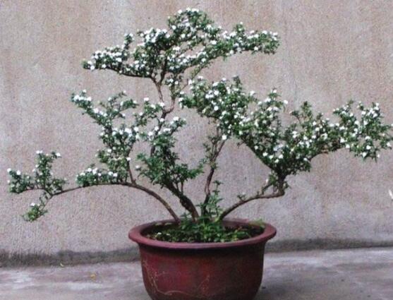 六月雪盆栽的寓意，寓意著守望愛情、不可缺的配角