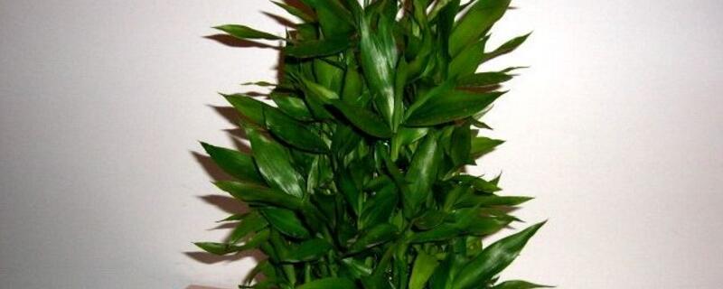 富貴竹的養(yǎng)殖方法和注意事項(xiàng)