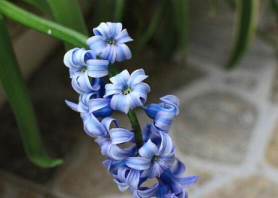 家里養(yǎng)風信子好嗎，好/美化家居環(huán)境、凈化空氣