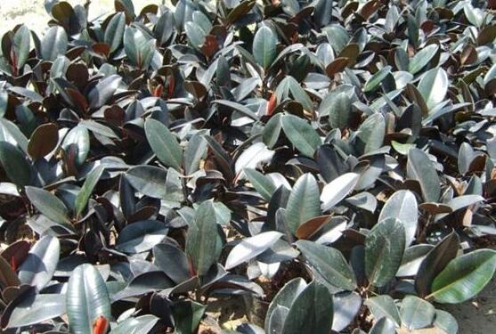 橡皮樹怎么換盆，教你四個簡單易學(xué)的方法