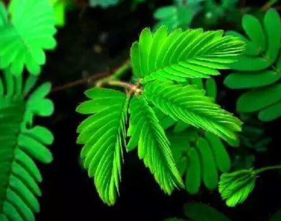 含羞草能在家里養(yǎng)嗎，不適合/頭發(fā)、眉毛嚴(yán)重脫落