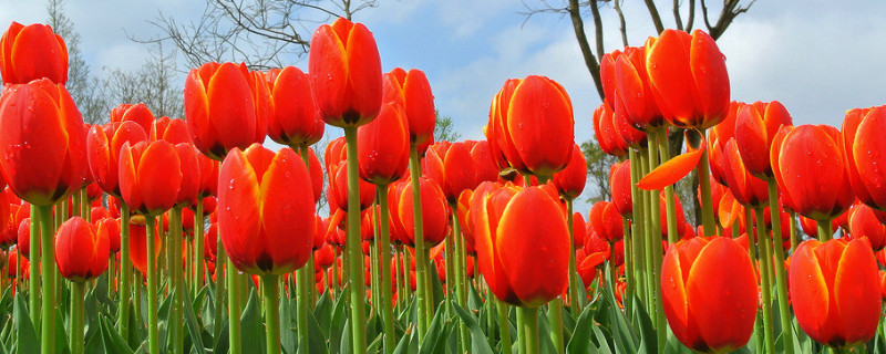 郁金香不經(jīng)過冷凍能發(fā)芽嗎