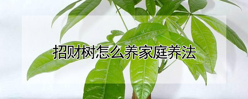招財(cái)樹怎么養(yǎng)家庭養(yǎng)法