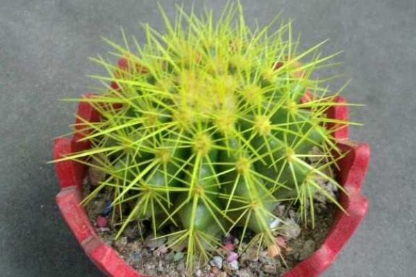 仙人球吸收甲醛嗎，其實(shí)仙人球吸收甲醛能力一般