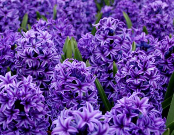 風(fēng)信子盆栽怎么種植，擇飽滿種球、露出土壤2厘米(存活最高)