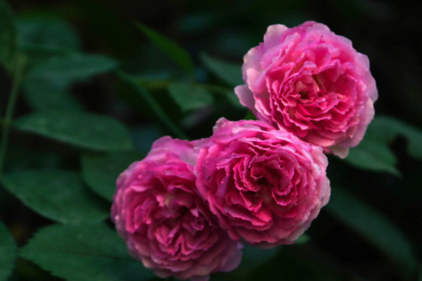 薔薇花長(zhǎng)得快嗎