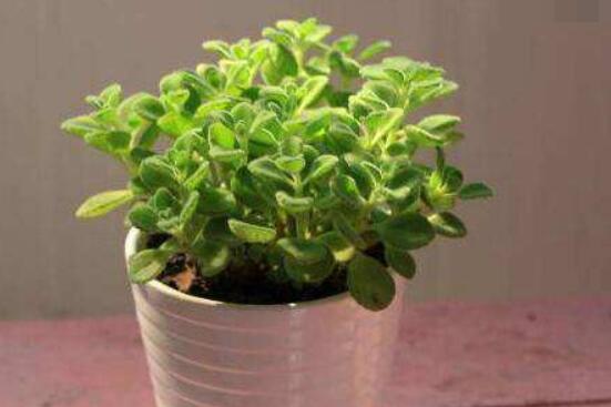 碰碰香的繁殖與養(yǎng)護(hù)，扦插繁殖存活率最高/肥水光照充足