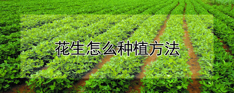 花生怎么種植方法