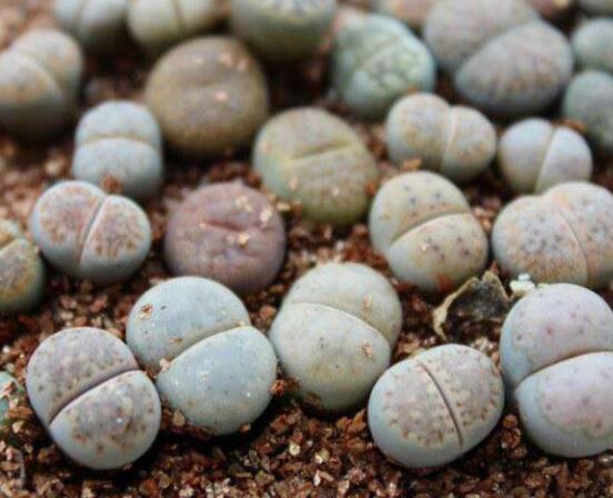 生石花移植方法，做好六點(diǎn)基本步驟成功率百分百